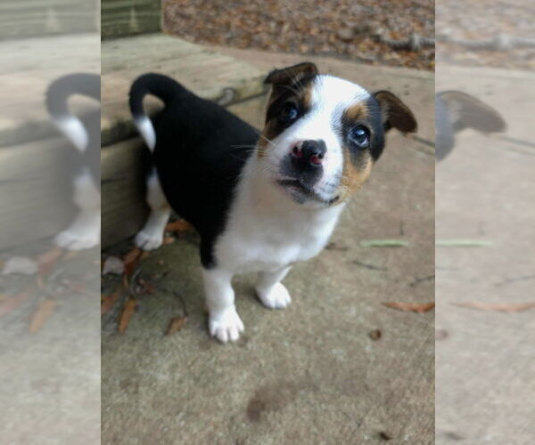 Medium Photo #3 Jack Russell Terrier-Unknown Mix Puppy For Sale in Raleigh, NC, USA