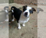 Small #2 Jack Russell Terrier Mix