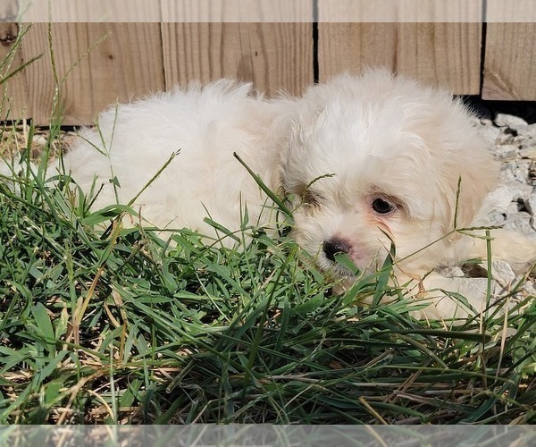 Medium Photo #9 Zuchon Puppy For Sale in SHAWNEE, KS, USA