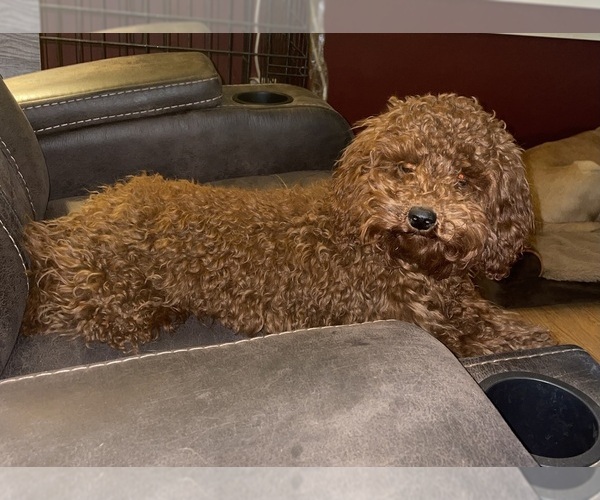 Medium Photo #1 Poodle (Miniature) Puppy For Sale in DENVER, NC, USA