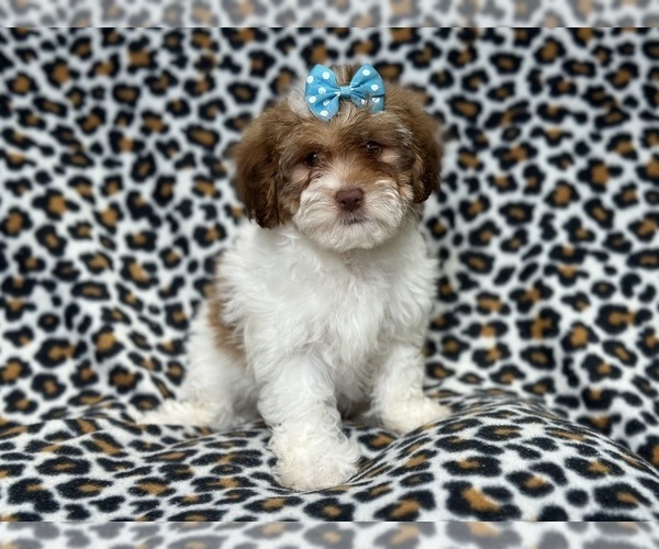 Medium Photo #1 Lhasa-Poo Puppy For Sale in LAKELAND, FL, USA