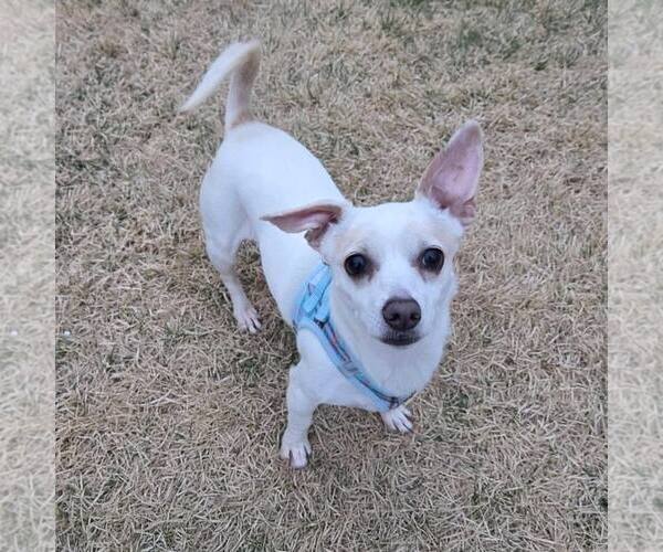 Medium Photo #1 Chihuahua-Unknown Mix Puppy For Sale in New Oxford , PA, USA