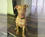 Small #4 American Bulldog Mix