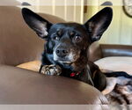 Small #2 Chihuahua Mix