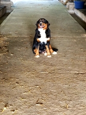 Mother of the Bernese Mountain Dog puppies born on 03/22/2018