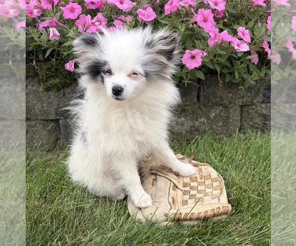 Medium Photo #3 Pomeranian Puppy For Sale in MIDDLEBURY, IN, USA