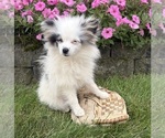 Small #2 Pomeranian