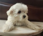 Small Photo #12 Maltese Puppy For Sale in WEST PALM BEACH, FL, USA