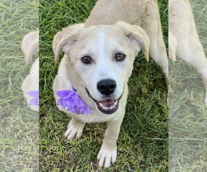 Huskies -Labrador Retriever Mix Dogs for adoption in Phoenix, AZ, USA