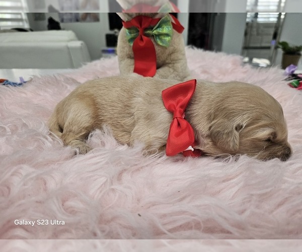 Medium Photo #20 Golden Retriever Puppy For Sale in ORLANDO, FL, USA