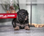 Small Photo #21 German Shepherd Dog Puppy For Sale in NAPPANEE, IN, USA