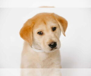 Labrador Retriever-Unknown Mix Dogs for adoption in Princeton, MN, USA