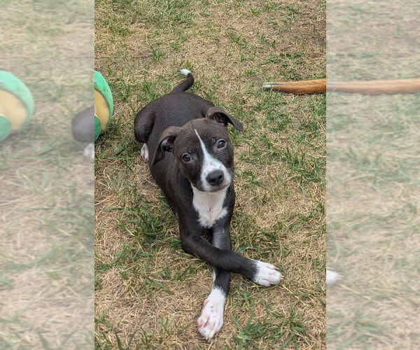 Medium Photo #7 American Pit Bull Terrier-Dachshund Mix Puppy For Sale in Lakewood, CO, USA
