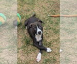 Small #6 American Pit Bull Terrier-Dachshund Mix