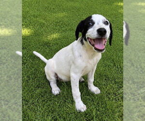 Show Boat ~ meet me! - Female American Staffordshire Terrier-Beagle Mix Dog for Adoption - Photo #3