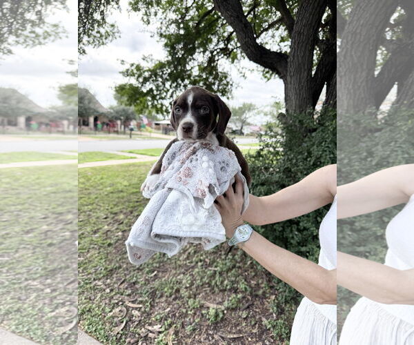 Medium Photo #6 Boxer-Unknown Mix Puppy For Sale in Orlando, FL, USA