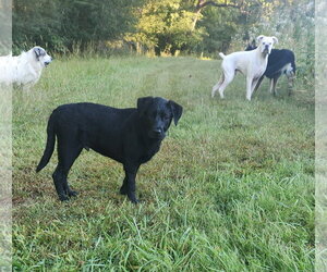 Boomer - Male Labrador Retriever-Unknown Mix Dog for Adoption - Photo #4