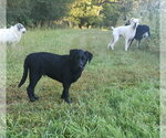 Small Photo #4 Labrador Retriever-Unknown Mix Puppy For Sale in Ball Ground, GA, USA