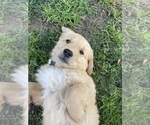 Puppy White Boy Golden Retriever