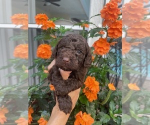Cock-A-Poo Puppy for Sale in NAPLES, Florida USA