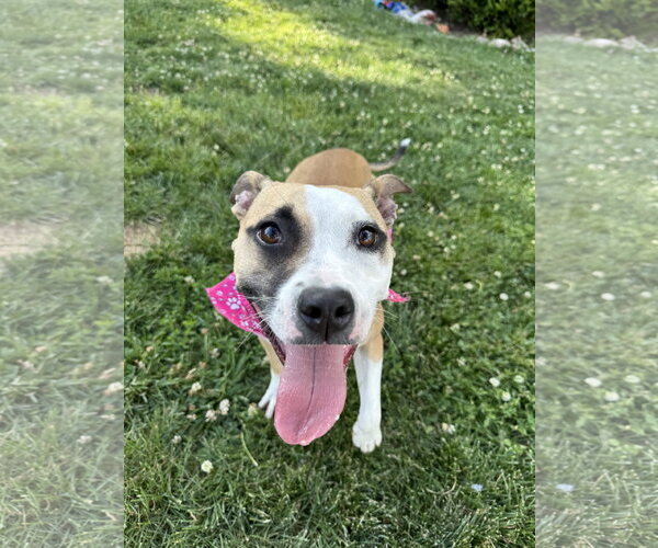 Medium Photo #18 Chihuahua-Unknown Mix Puppy For Sale in Doylestown, PA, USA