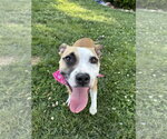 Small #17 Chihuahua Mix