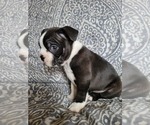 Puppy 2 Boston Terrier