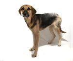 Small Photo #4 German Shepherd Dog-Unknown Mix Puppy For Sale in Oakland Park, FL, USA