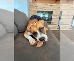 Small Photo #2 Boxer-Unknown Mix Puppy For Sale in Holly Springs, NC, USA
