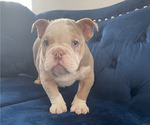 Small #6 English Bulldog