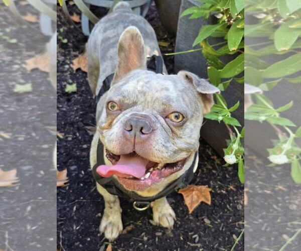 Medium Photo #1 Free-Lance Bulldog Puppy For Sale in Germantown, OH, USA