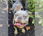Small Free-Lance Bulldog