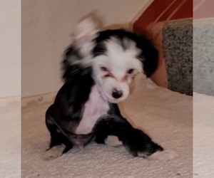 Chinese Crested Puppy for sale in LAS VEGAS, NV, USA