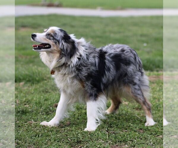 Medium Photo #1 Australian Shepherd Puppy For Sale in NEW PROVIDENCE, PA, USA