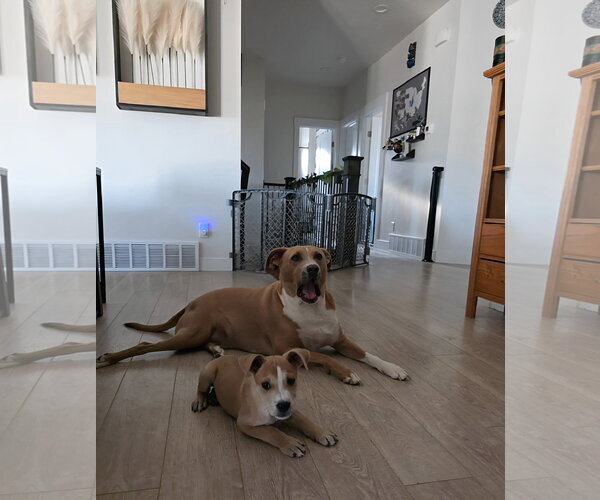 Medium Photo #5 Mutt Puppy For Sale in Sandy, UT, USA