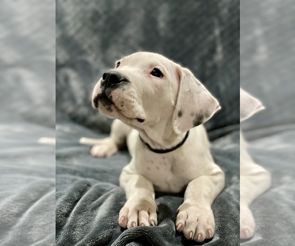 Medium Photo #21 Dogo Argentino Puppy For Sale in SAN ANTONIO, TX, USA