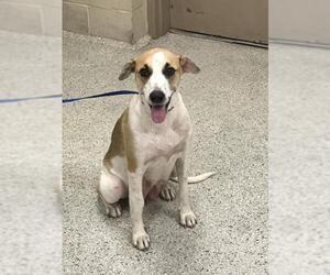 English Foxhound-Unknown Mix Dogs for adoption in Conroe, TX, USA