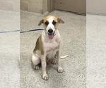 Small English Foxhound Mix