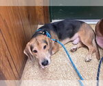 Small Photo #2 Bagle Hound Puppy For Sale in Brookville, OH, USA