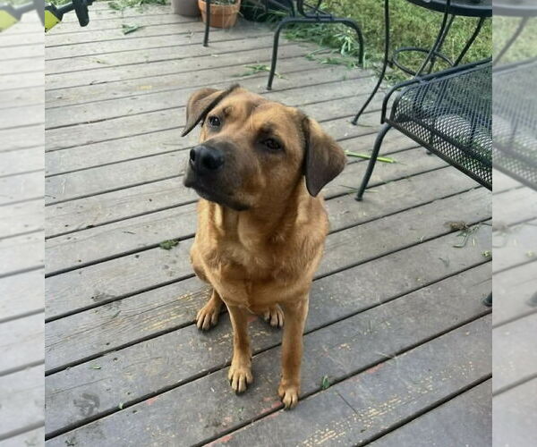 Medium Photo #2 Rhodesian Ridgeback-Unknown Mix Puppy For Sale in Spring Lake, NC, USA