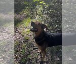 Small #1 German Shepherd Dog Mix