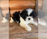 Small Photo #10 Shiranian Puppy For Sale in SAINT AUGUSTINE, FL, USA
