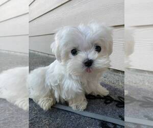 Maltese Puppy for sale in VANCOUVER, WA, USA