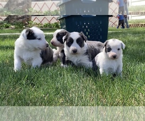 Border Collie Puppy for sale in GENOLA, UT, USA