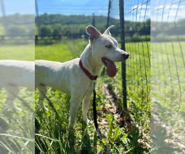 Medium Photo #4 Mutt Puppy For Sale in Benton, PA, USA