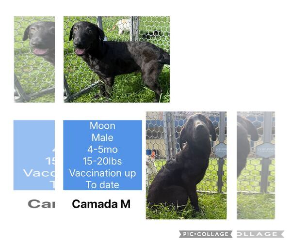 Medium Photo #2 Border Collie-Unknown Mix Puppy For Sale in Virginia Beach, VA, USA
