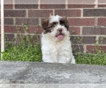 Small Photo #4 Shih Tzu Puppy For Sale in DETROIT, MI, USA