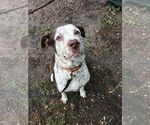 Small Photo #31 Mutt Puppy For Sale in Pompano Beach , FL, USA