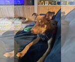 Small #2 Australian Shepherd Mix