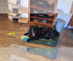 Small #4 Mutt